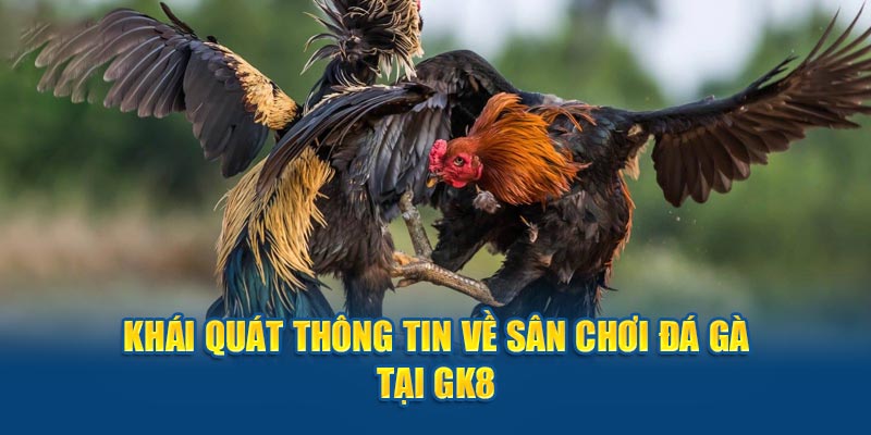 Khái quát thông tin về sân chơi đá gà tại GK8