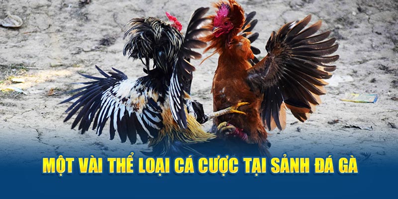 Một vài thể loại cá cược tại sảnh cược nhà cái GK88