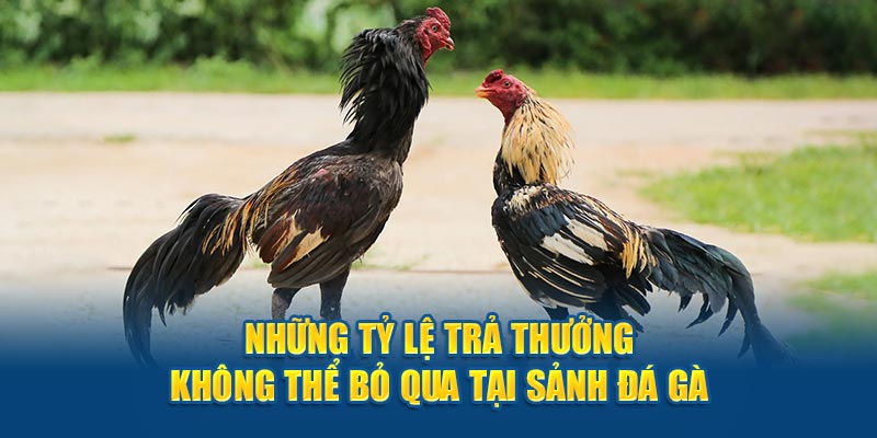 Những tỷ lệ trả thưởng không thể bỏ qua tại sảnh đá gà